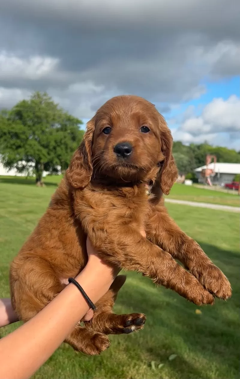 Remi