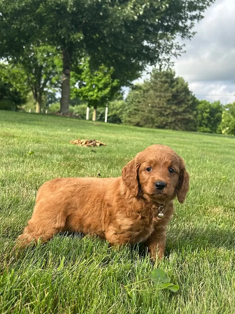 Remi