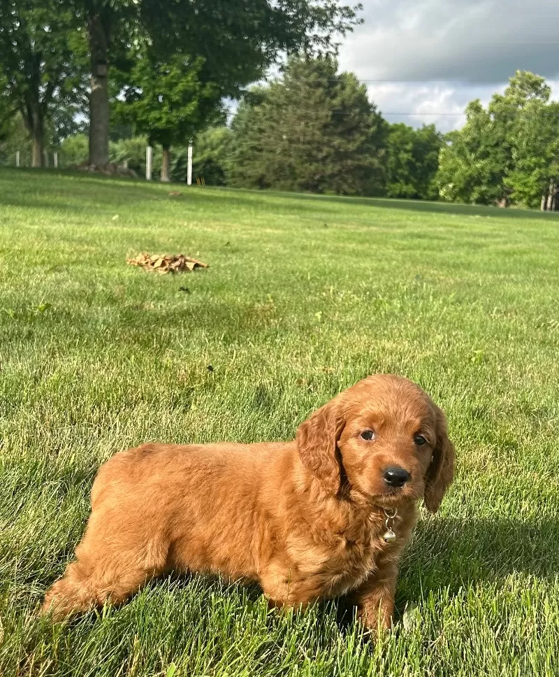 Remi