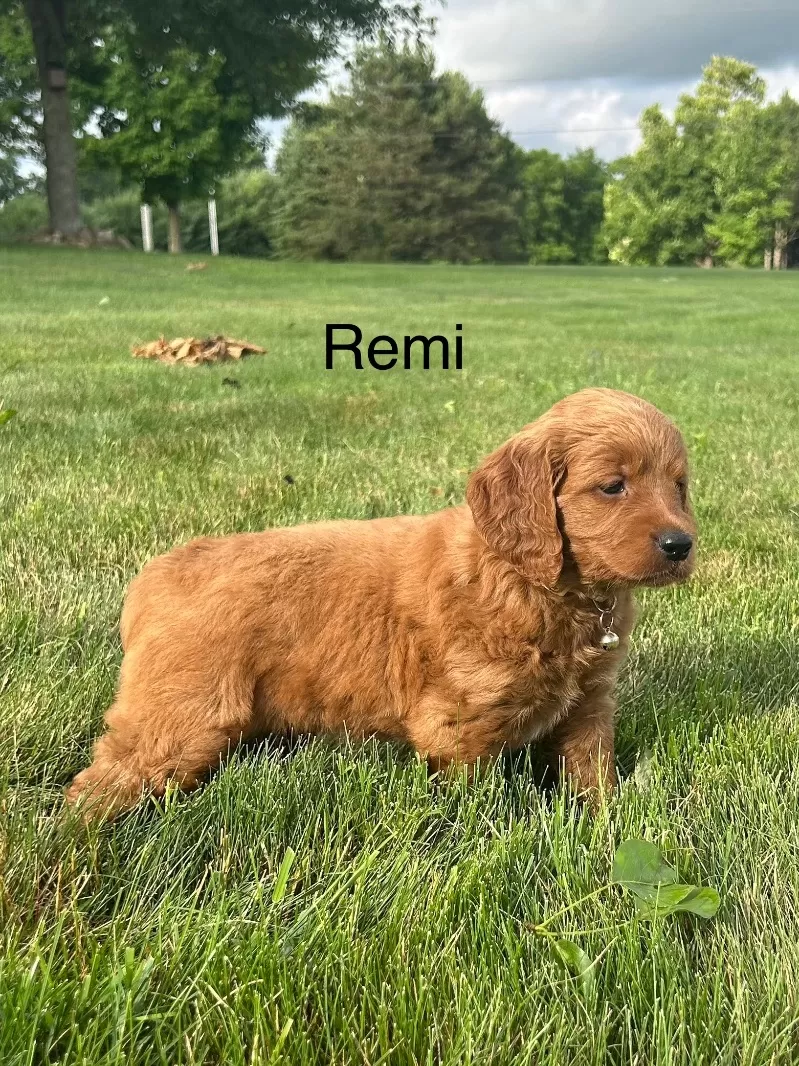 Remi