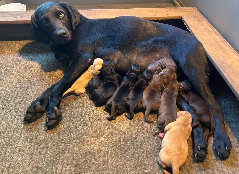 Hailey litter