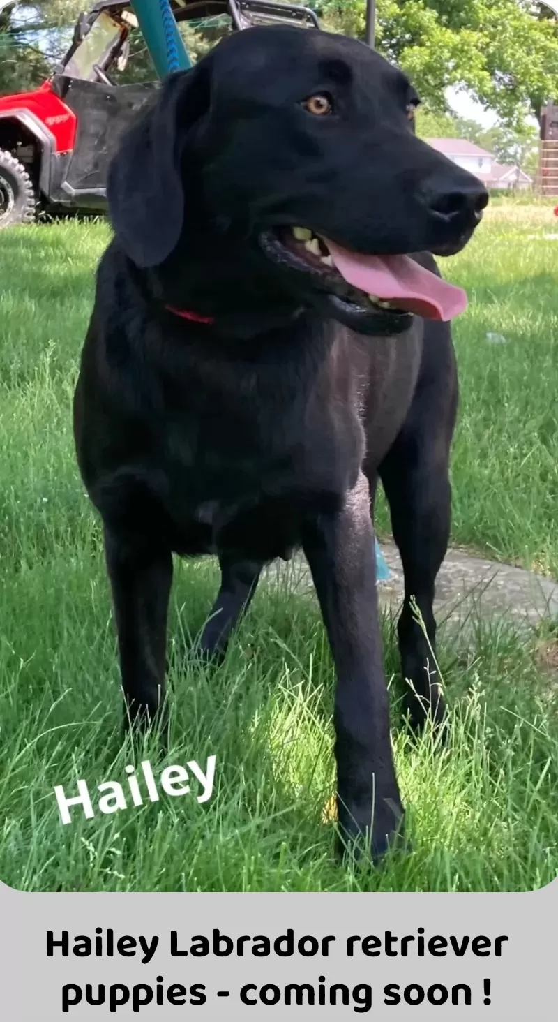 Hailey litter