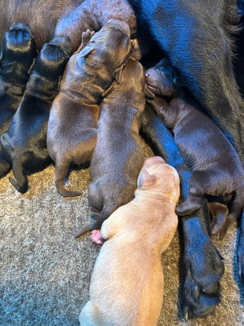 Hailey litter