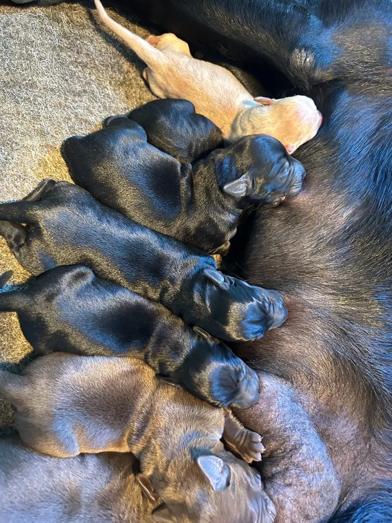 Hailey litter