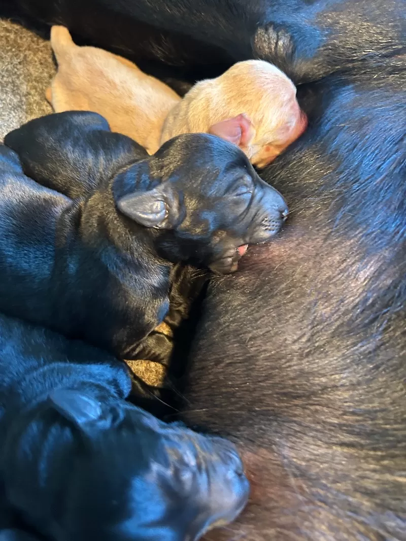 Hailey litter