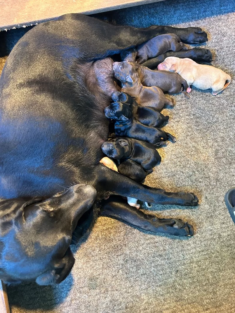 Hailey litter