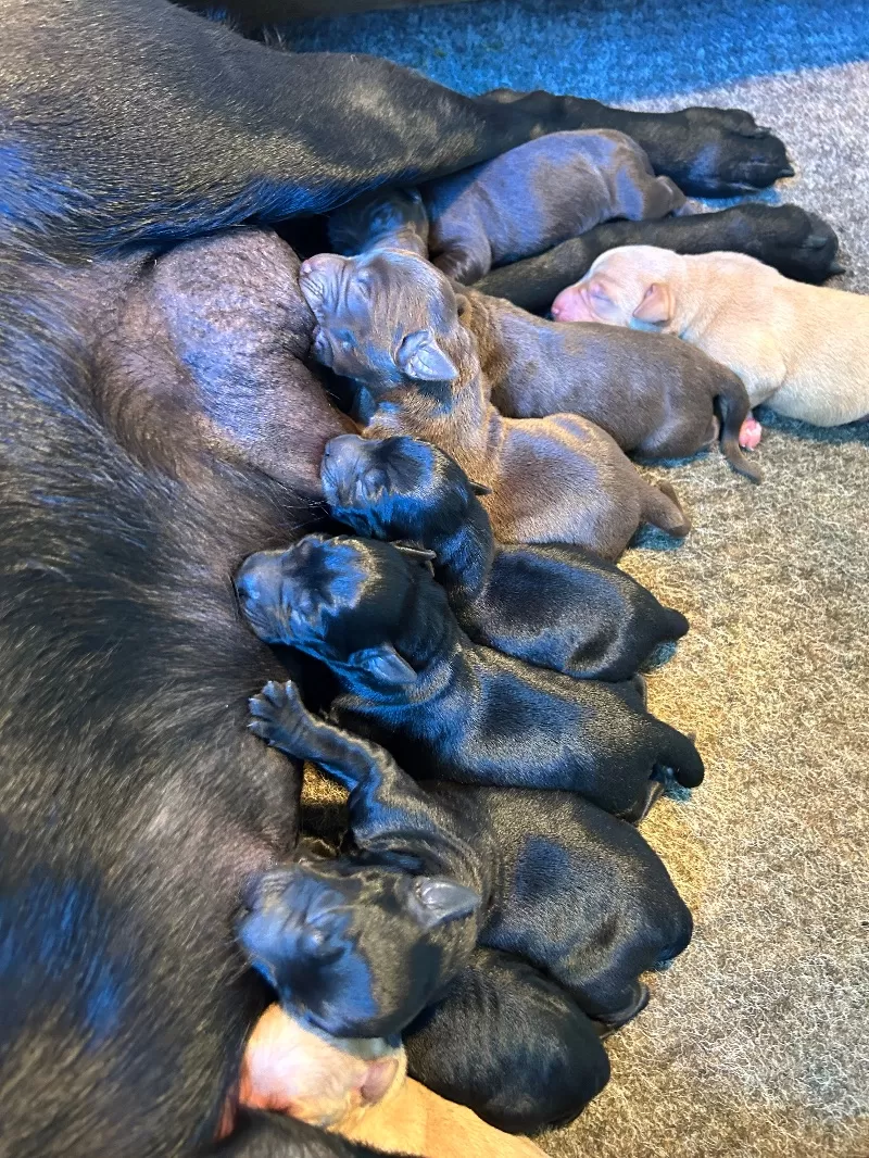 Hailey litter