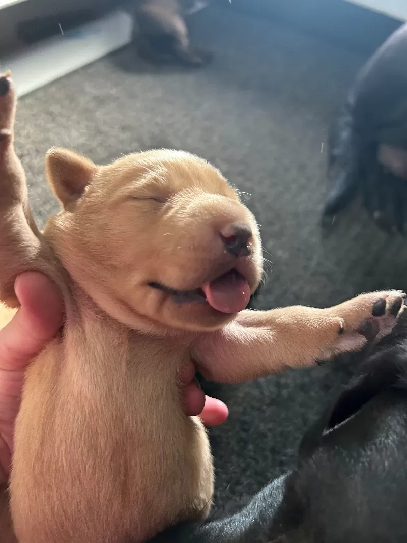 Hailey litter