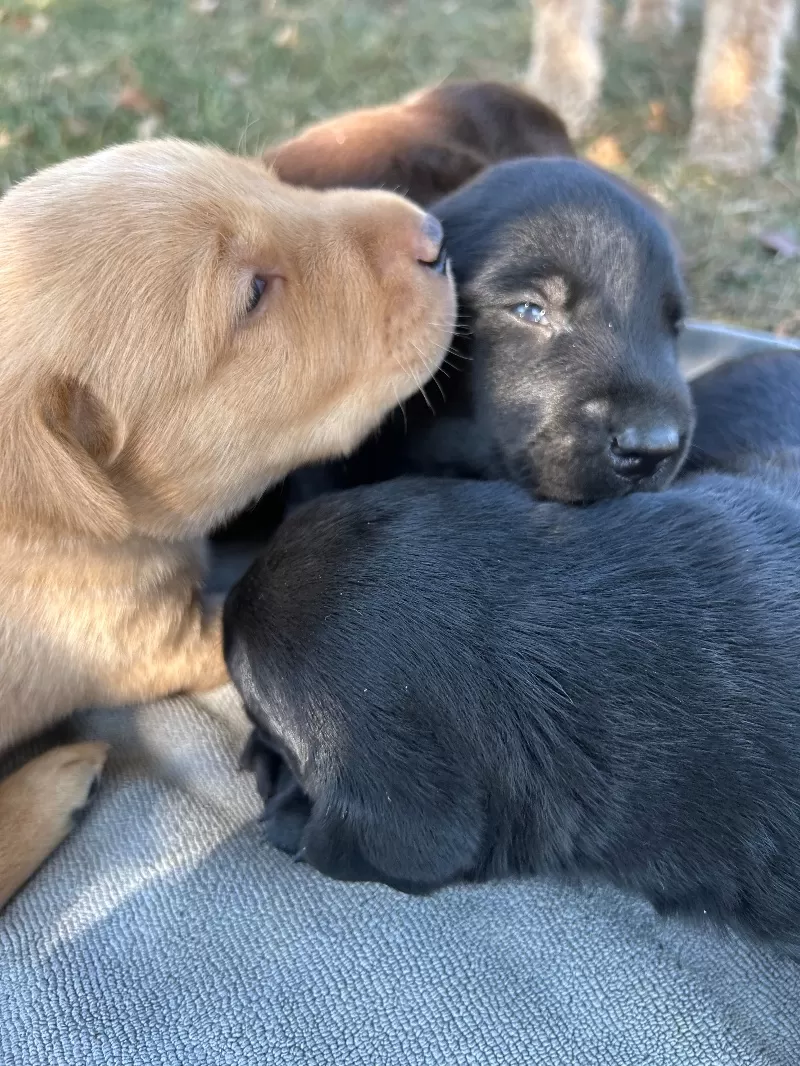 Hailey litter