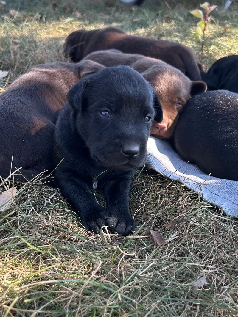 Hailey litter