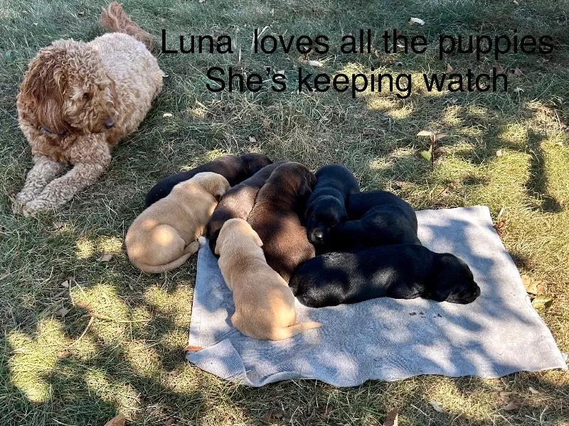 Hailey litter