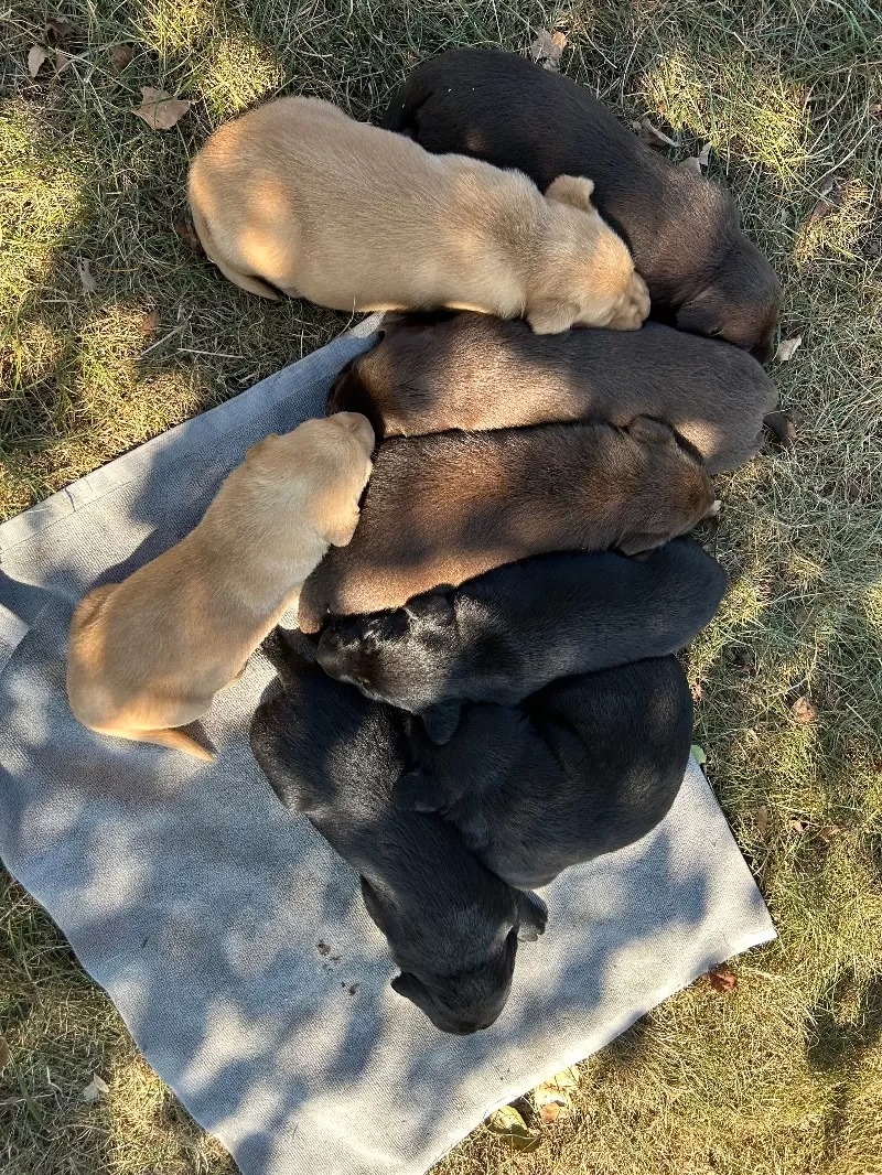 Hailey litter