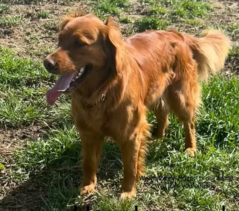 Goldenretreivers  puppies