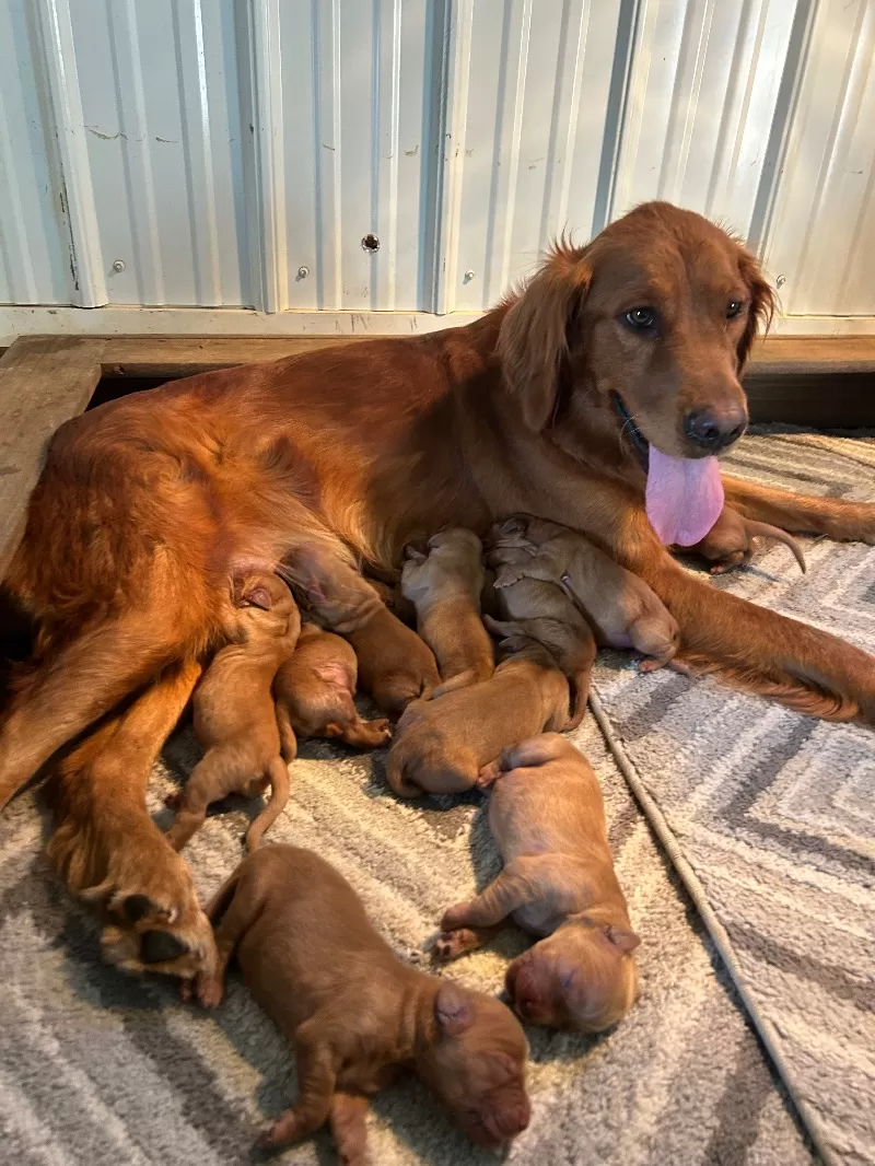 Goldenretreivers  puppies