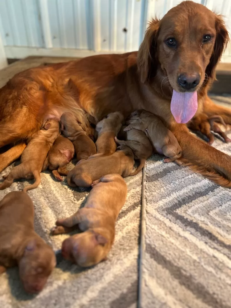 Goldenretreivers  puppies