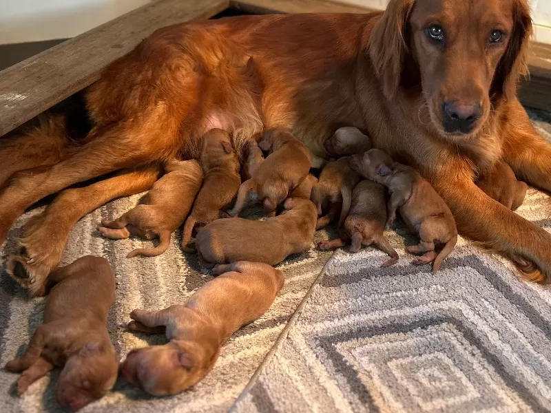 Goldenretreivers  puppies