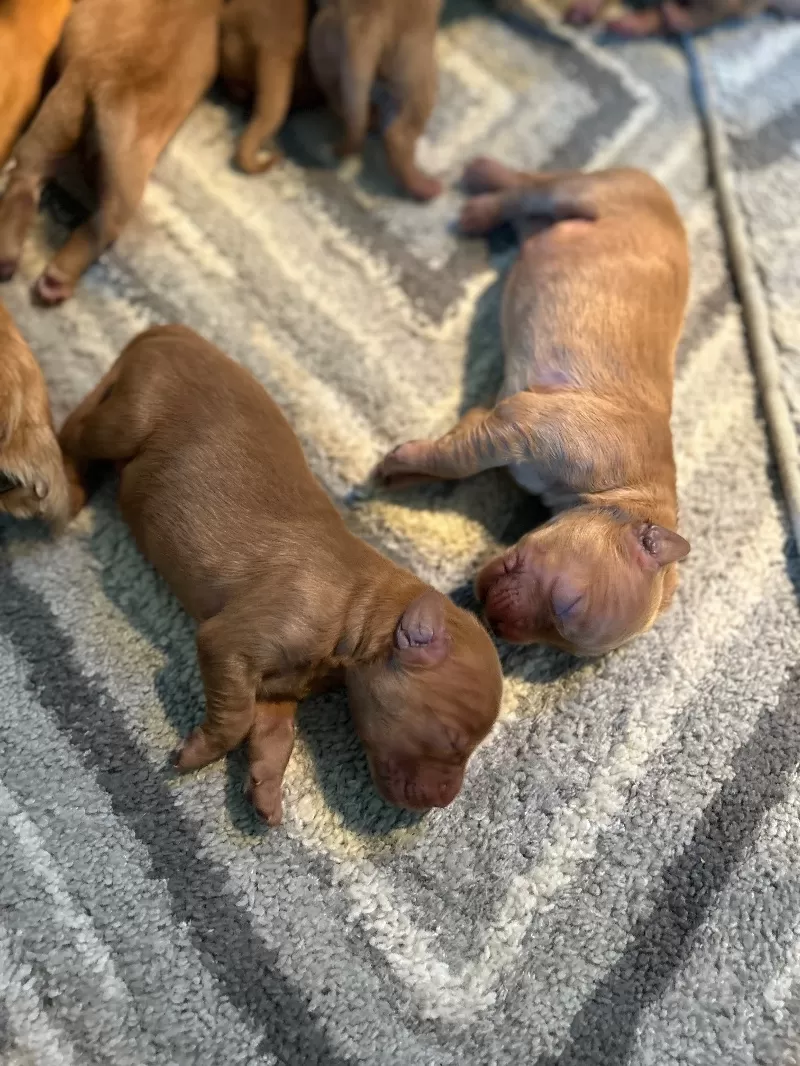 Goldenretreivers  puppies
