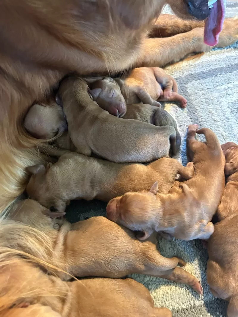 Goldenretreivers  puppies