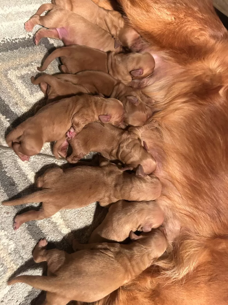 Goldenretreivers  puppies