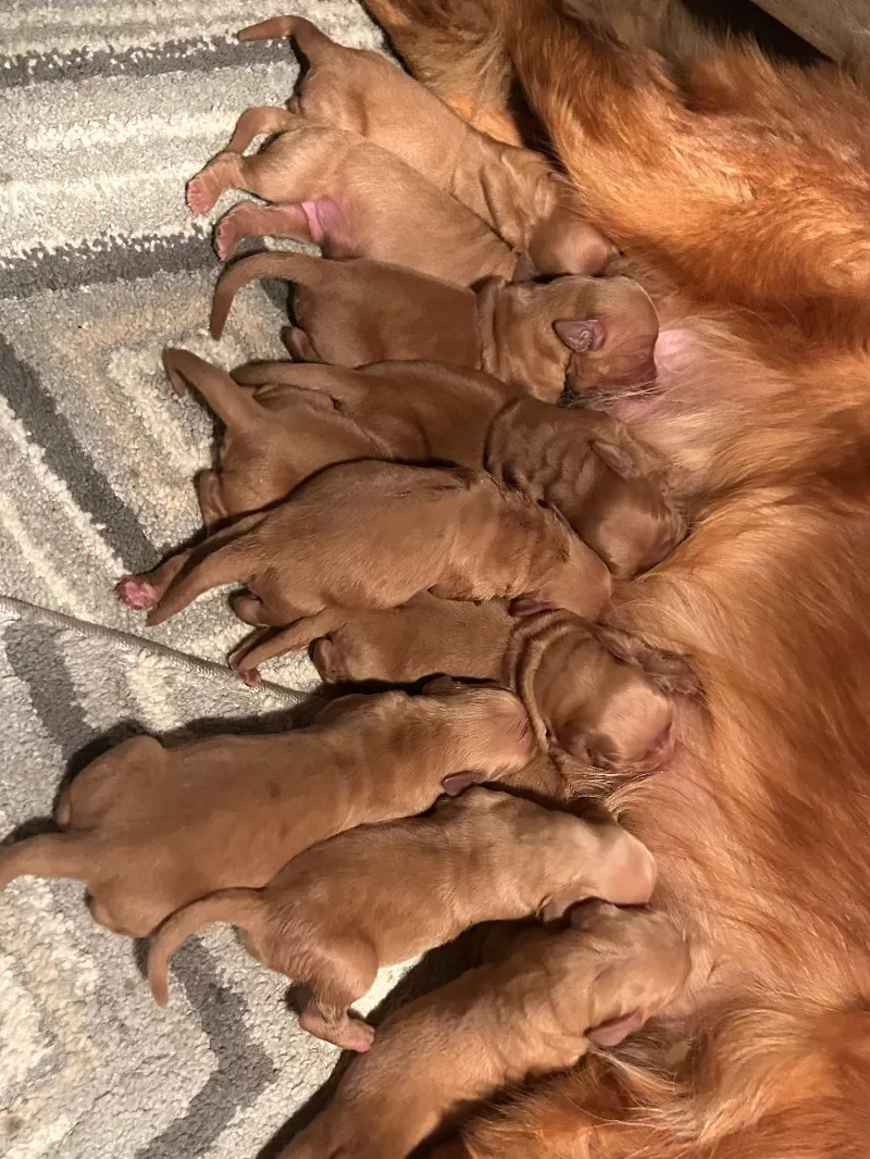Goldenretreivers  puppies