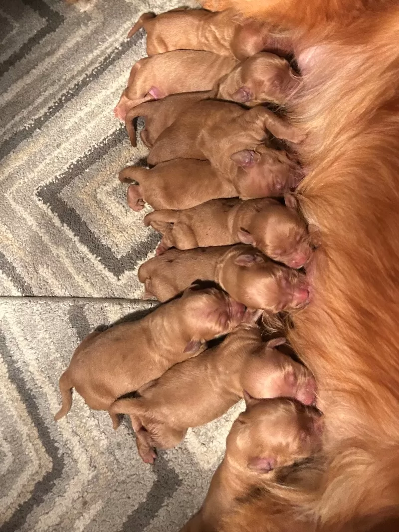 Goldenretreivers  puppies