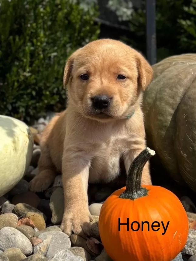 Honey