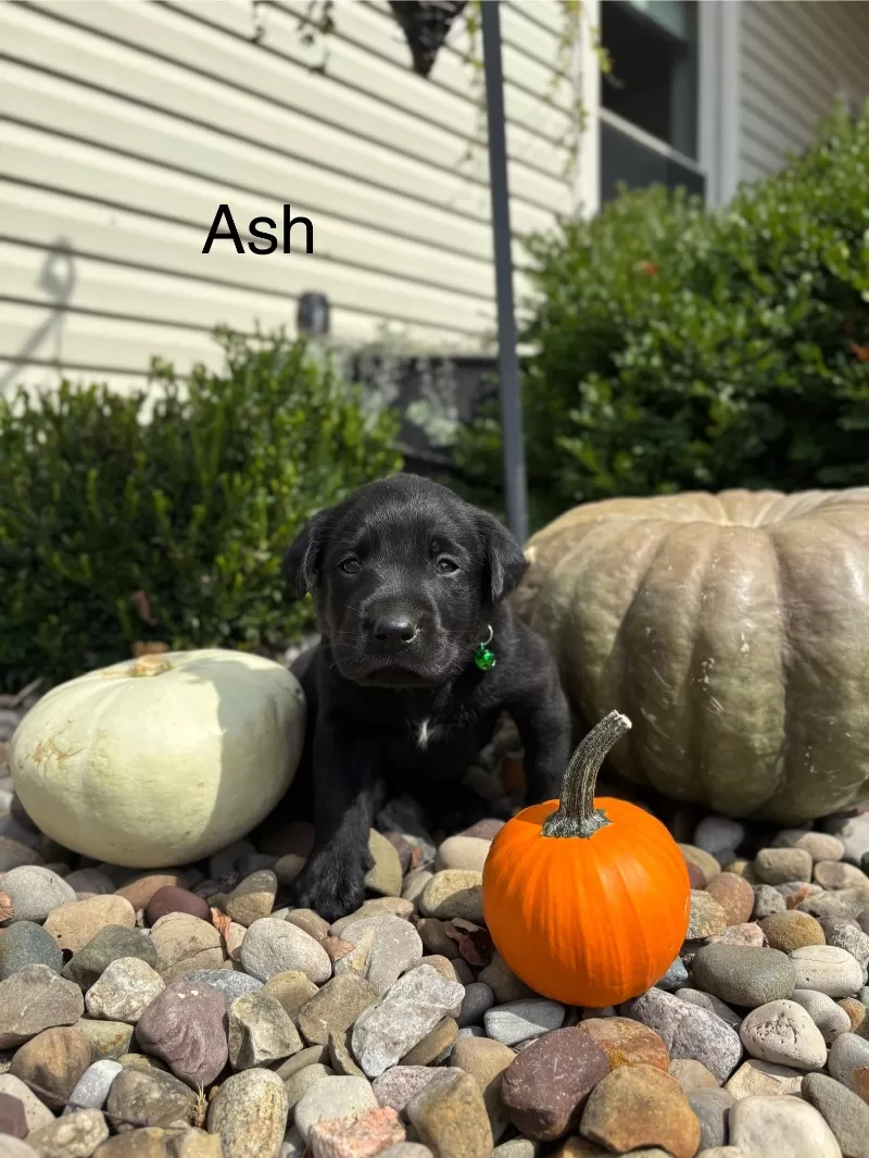Ash