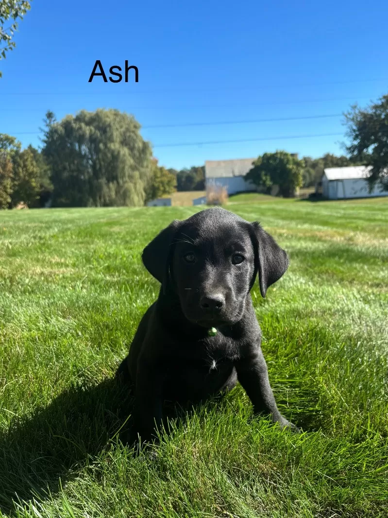 Ash