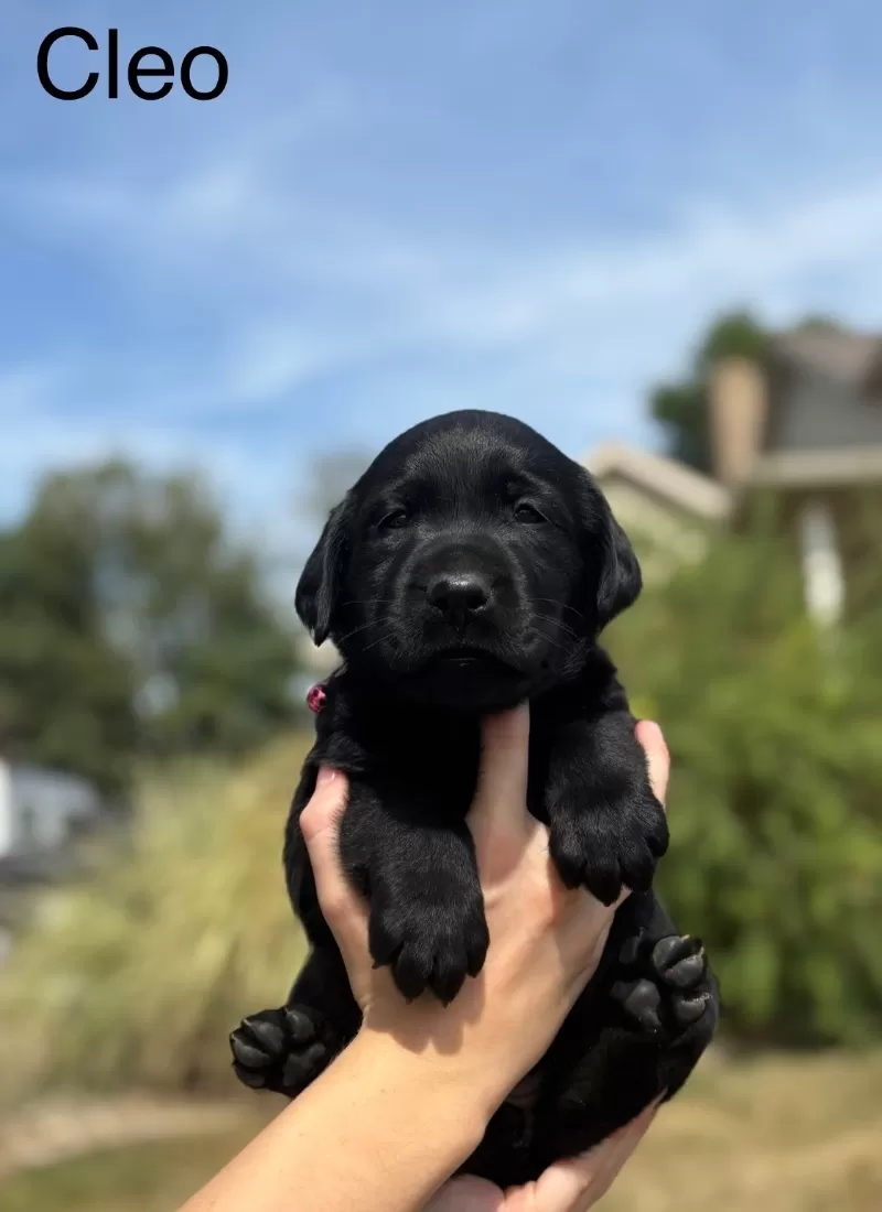 Cleo
