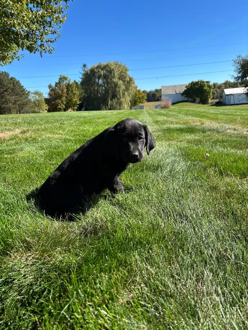 Cleo