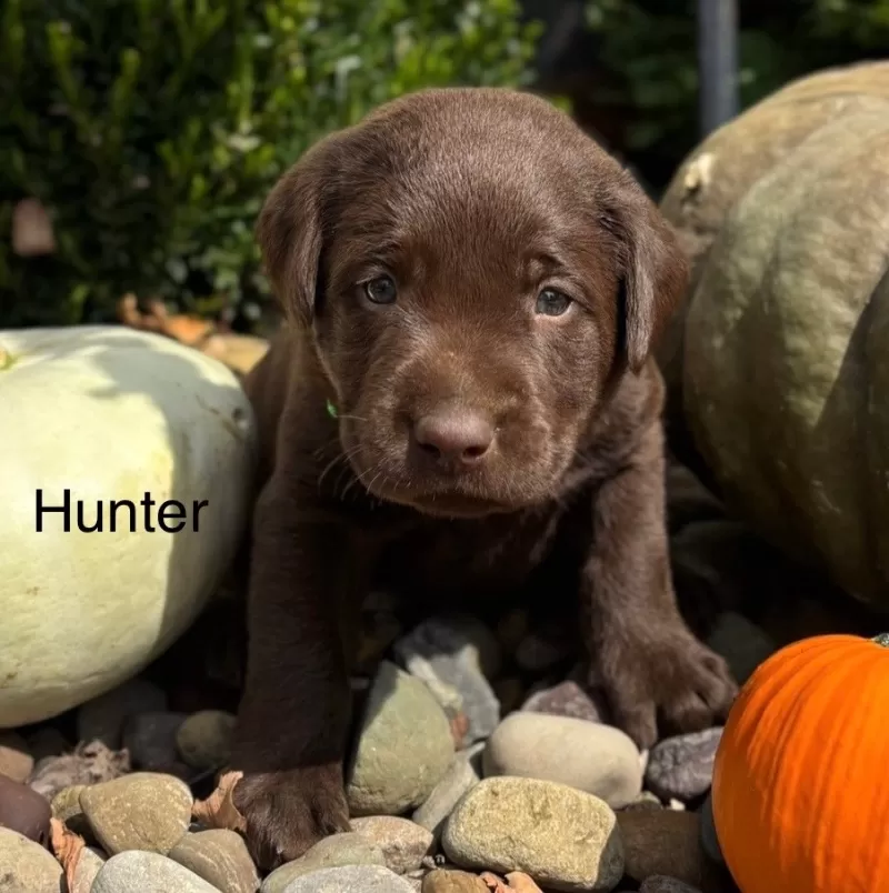Hunter