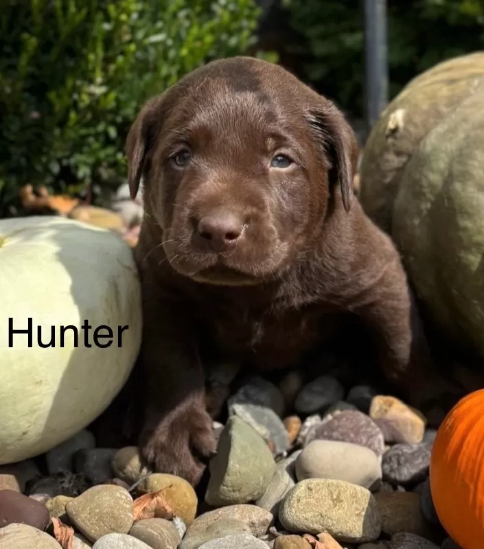 Hunter