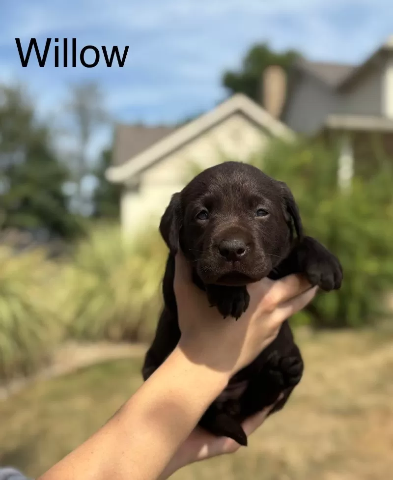 Willow