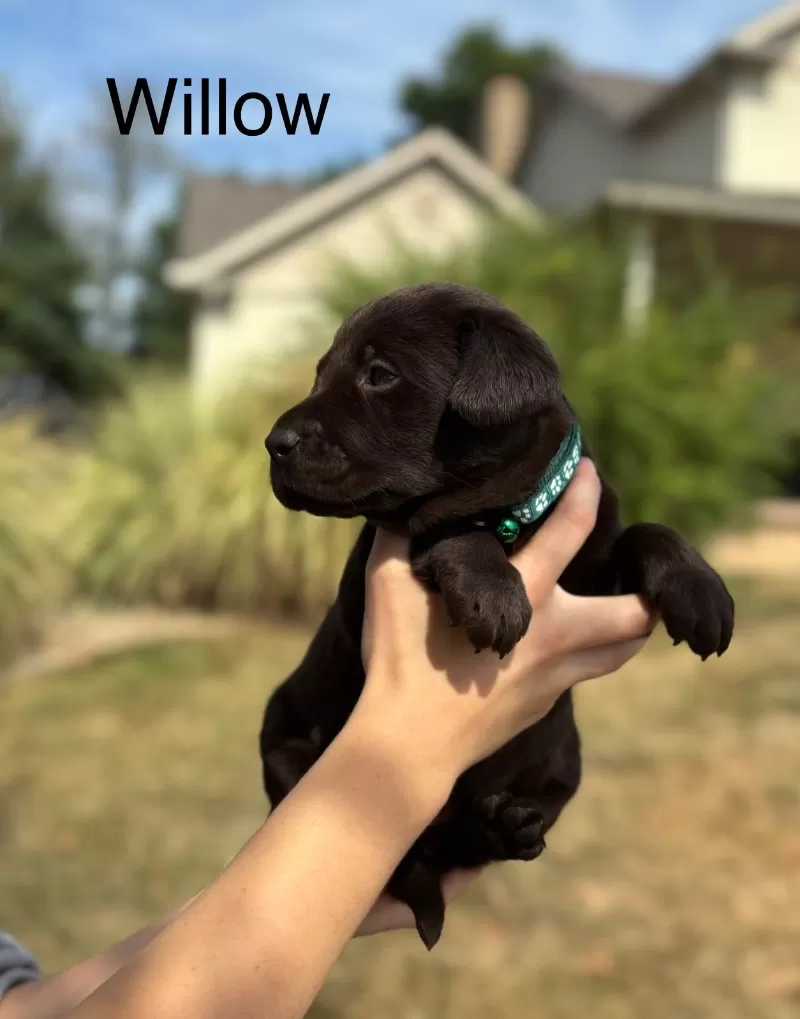 Willow