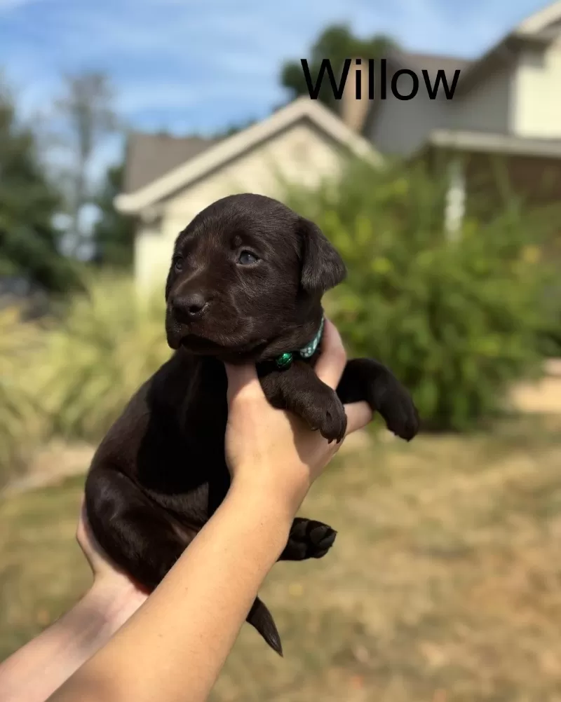 Willow