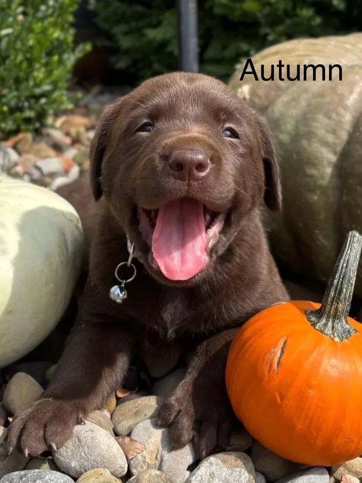 Autumn