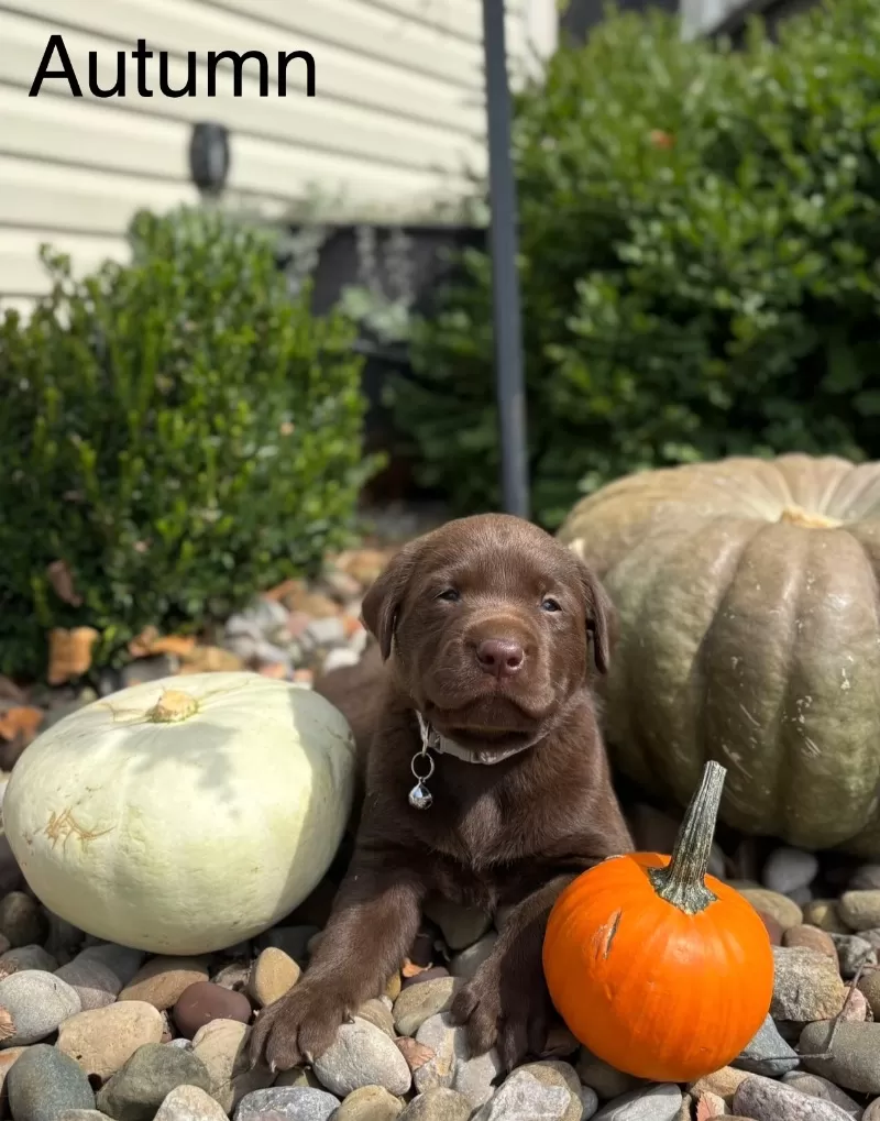 Autumn