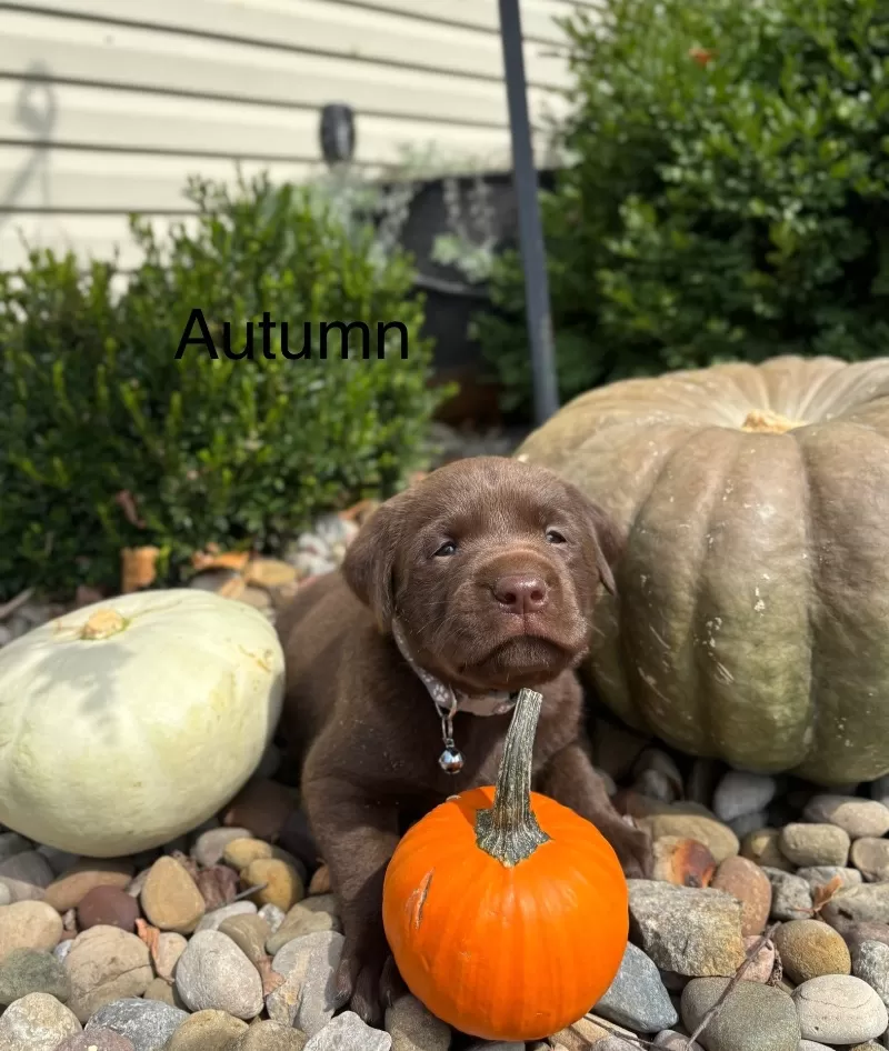Autumn