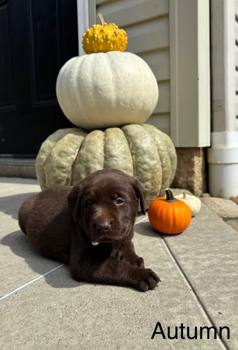 Autumn
