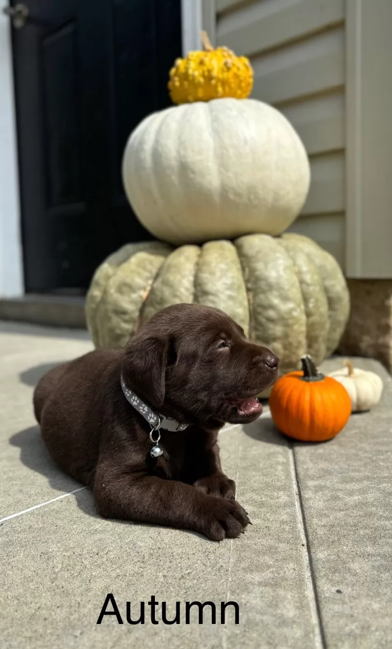 Autumn