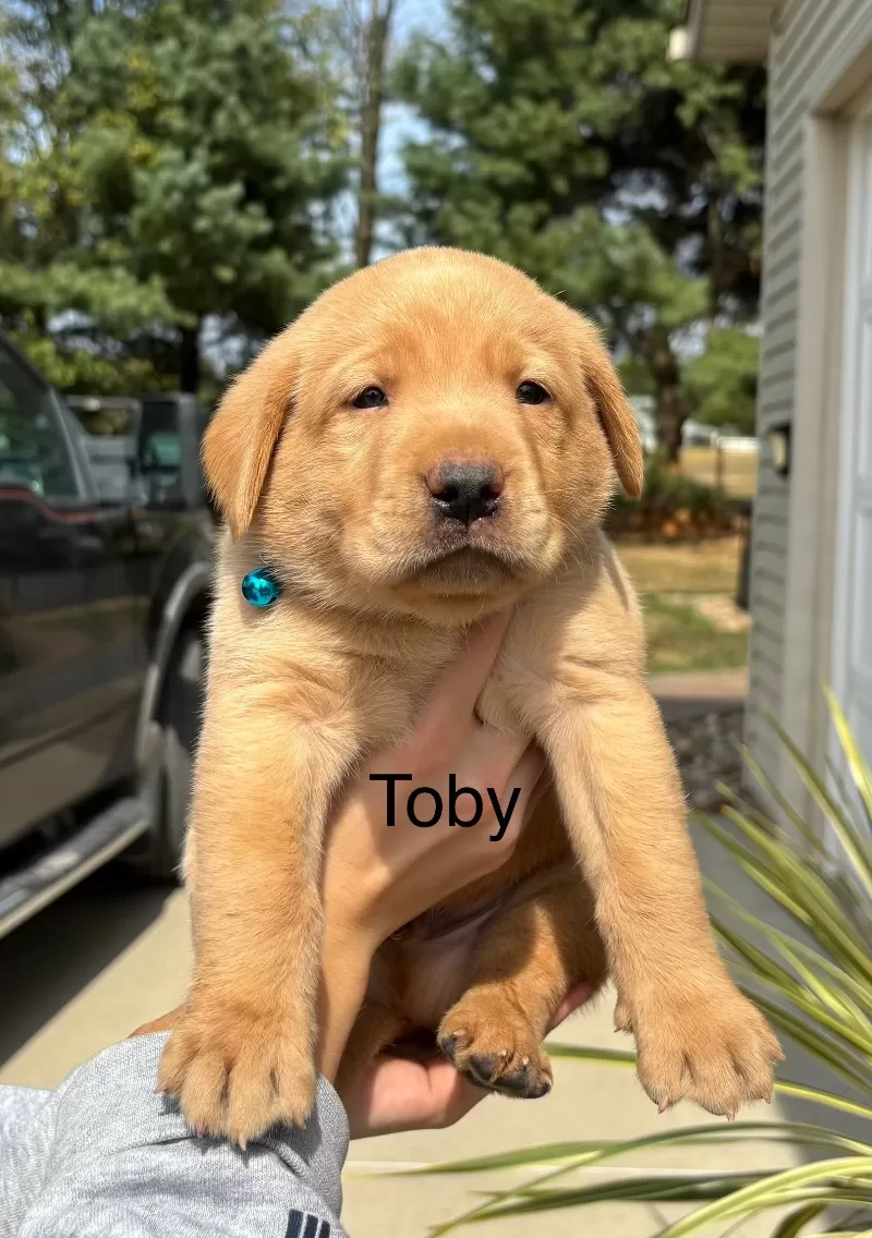 Toby
