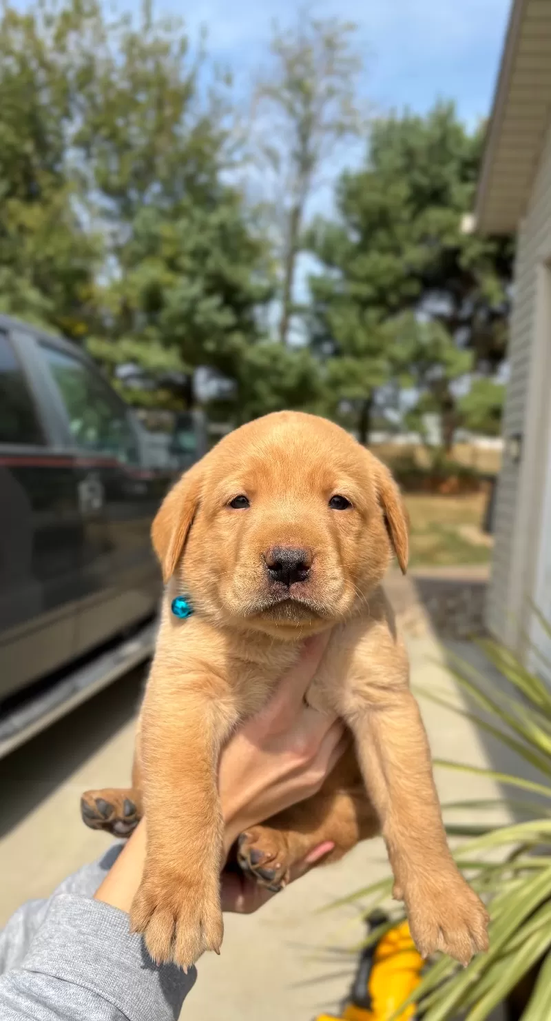Toby