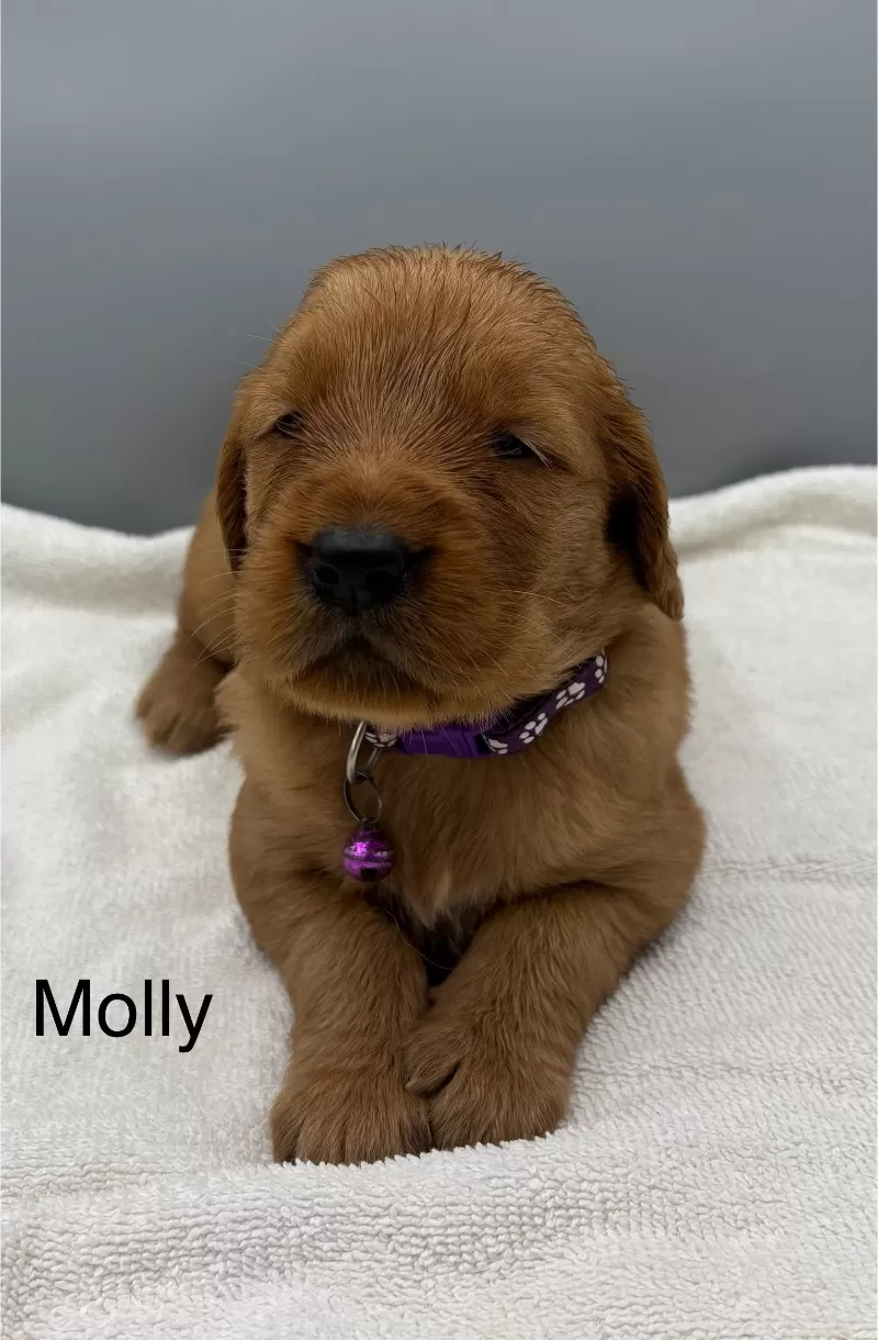 Puppy Name: Molly