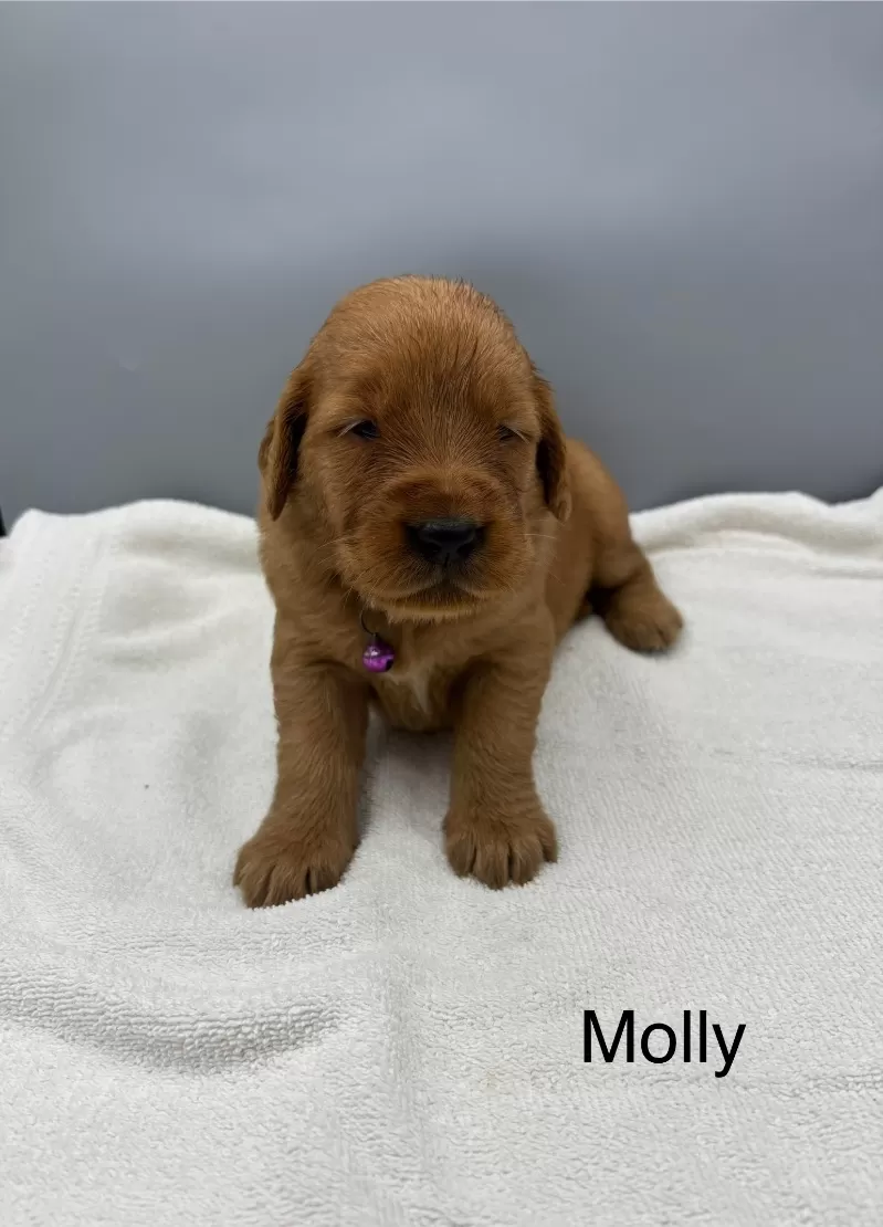Molly