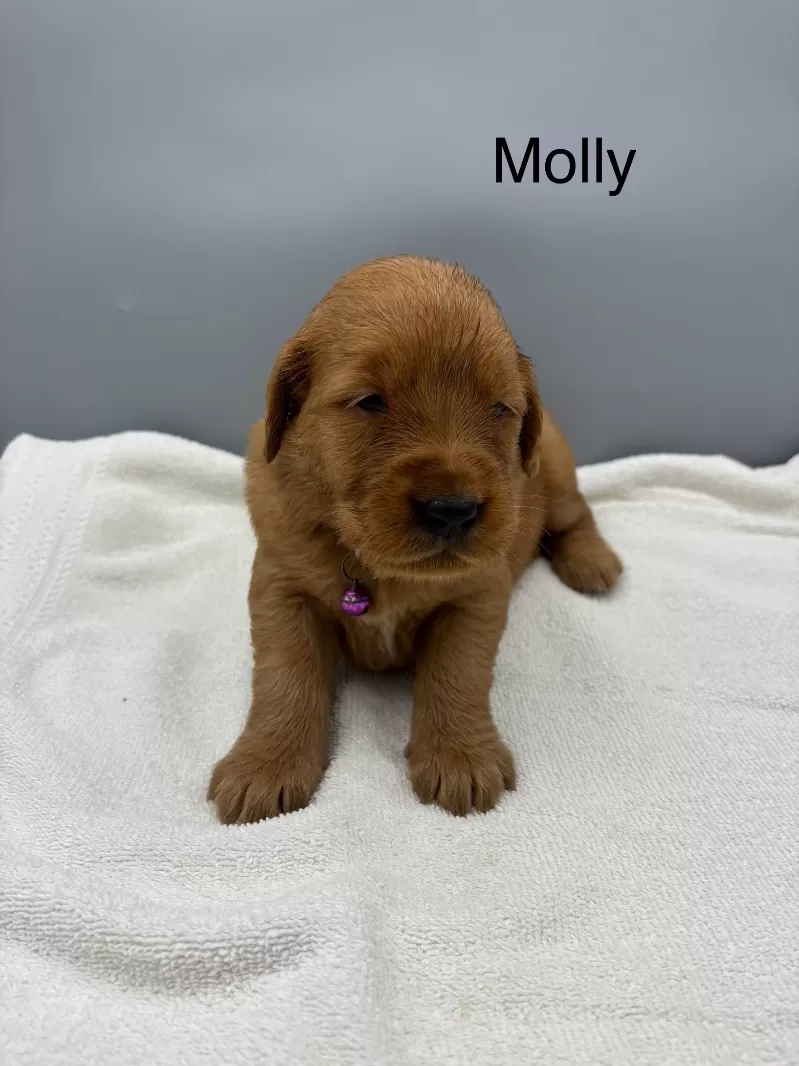 Molly