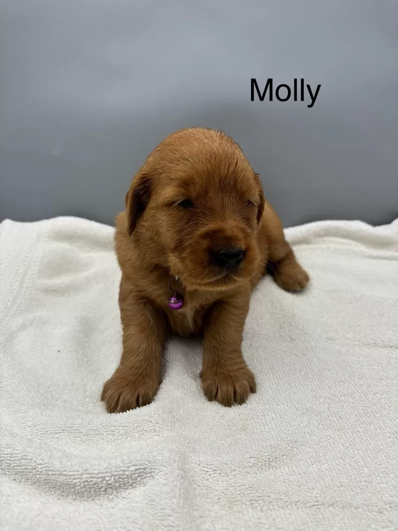 Molly