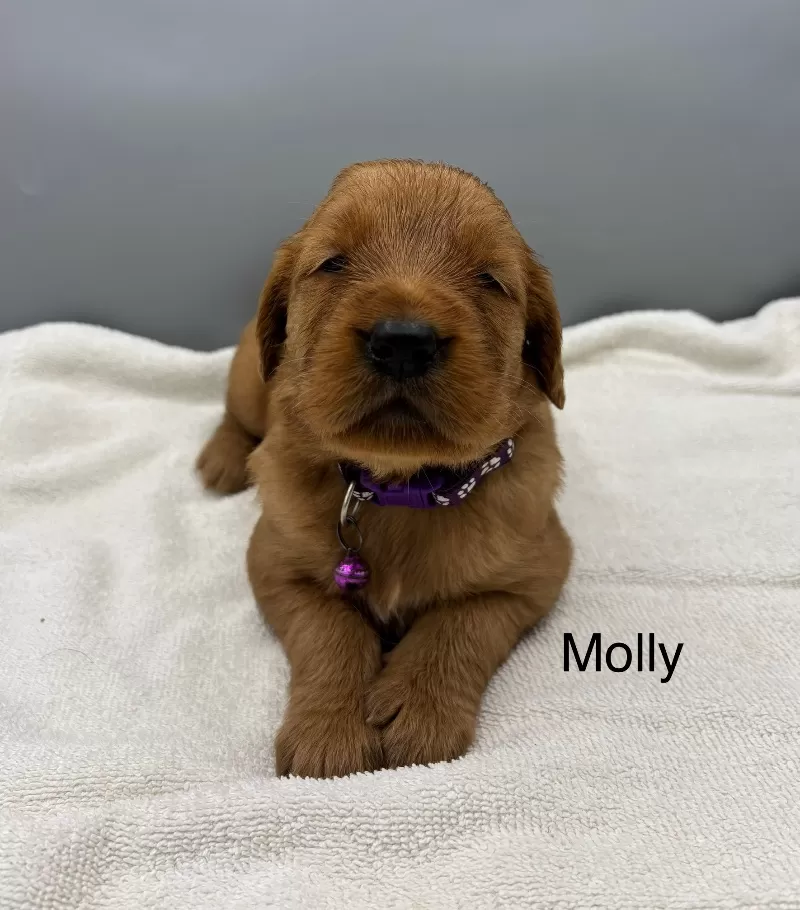 Molly