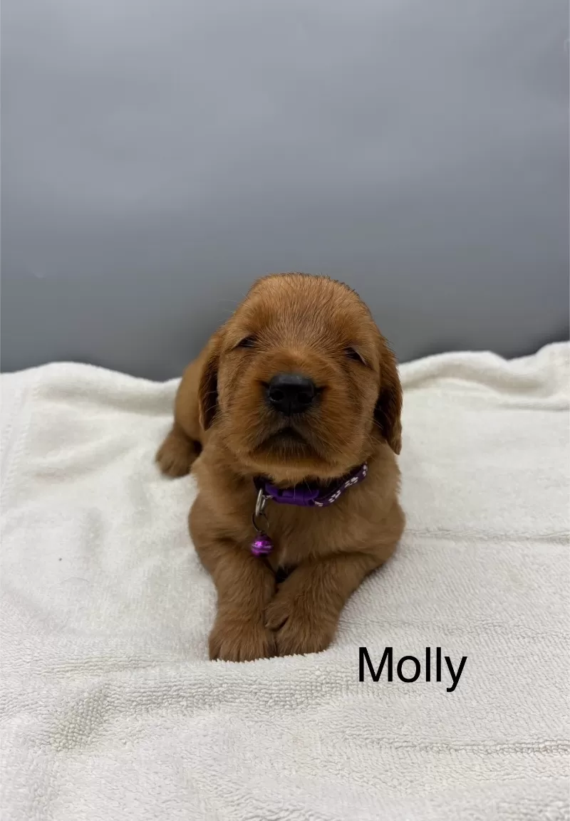 Molly