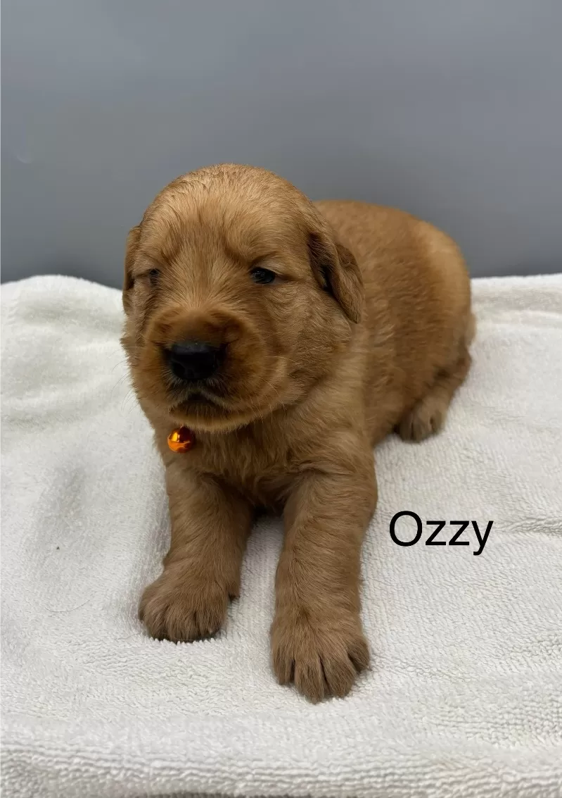 Puppy Name: Ozzy