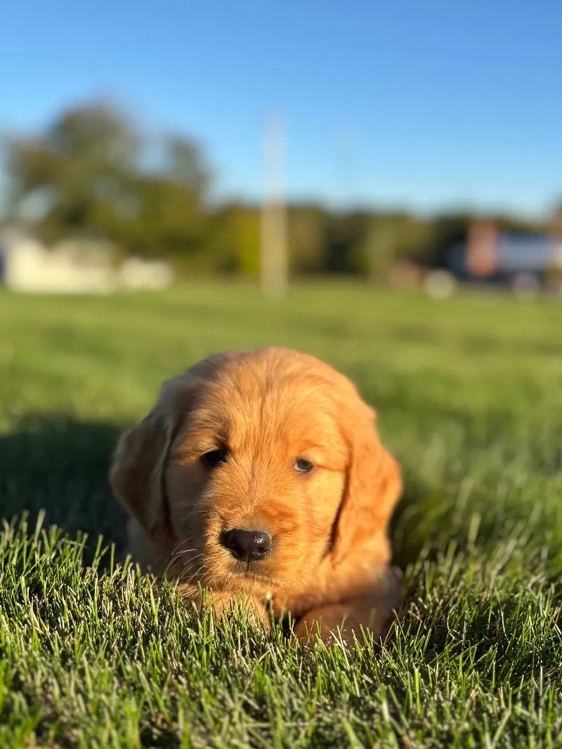 Puppy Name: Ozzy